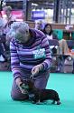 Crufts_dachshunds 669